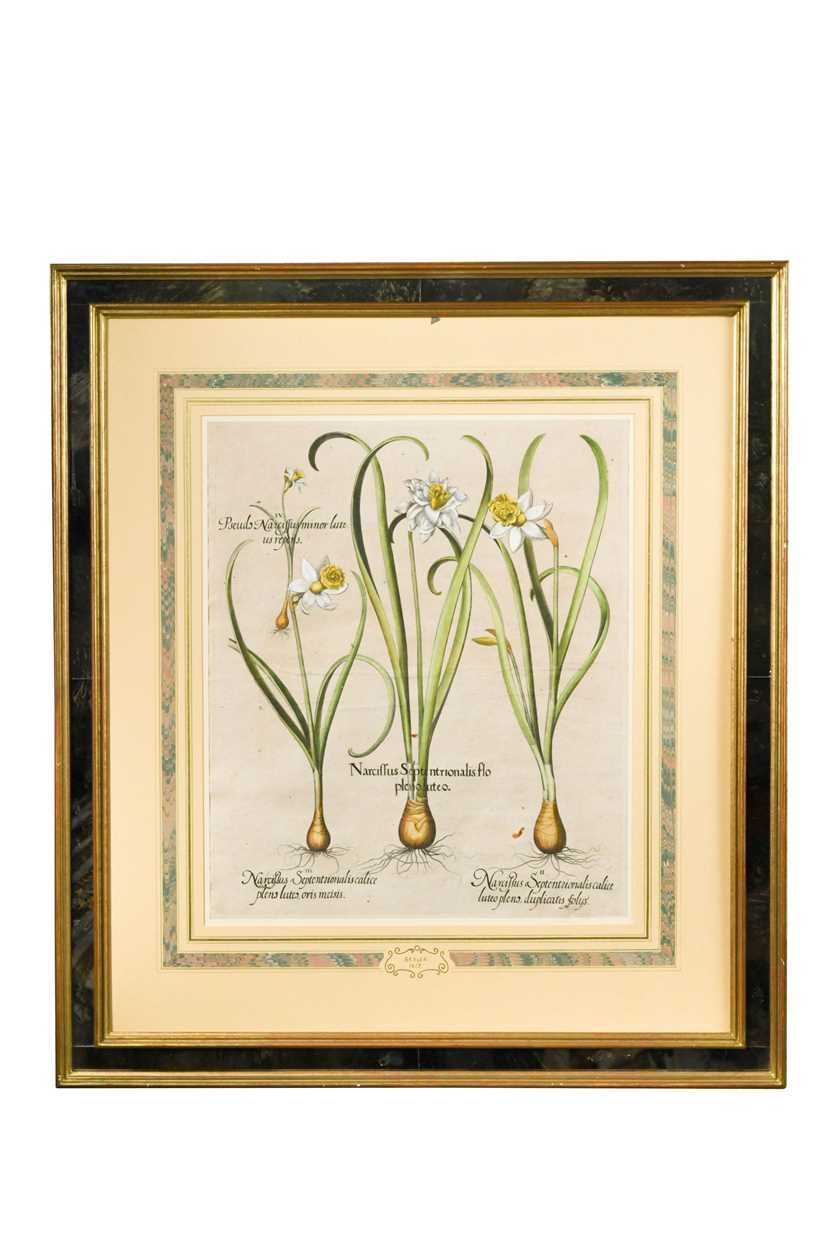 Artwork by Basilius Besler, Pistacia; Narcissus Septentrionalis flo plenoluteo; Blattaria flore albo; Orchis Serapias secun da Dodonaei, Made of handcoloured engravings