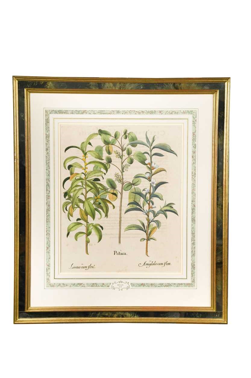 Artwork by Basilius Besler, Pistacia; Narcissus Septentrionalis flo plenoluteo; Blattaria flore albo; Orchis Serapias secun da Dodonaei, Made of handcoloured engravings