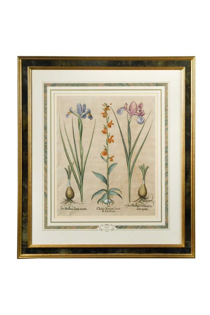 Artwork by Basilius Besler, Pistacia; Narcissus Septentrionalis flo plenoluteo; Blattaria flore albo; Orchis Serapias secun da Dodonaei, Made of handcoloured engravings