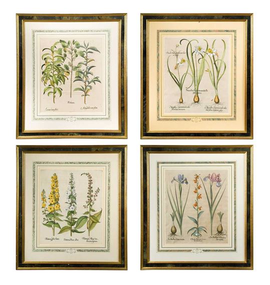 Pistacia; Narcissus Septentrionalis flo plenoluteo; Blattaria flore albo; Orchis Serapias secun da Dodonaei by Basilius Besler