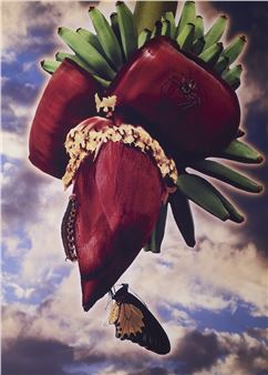 Fruit and Sky II - Robyn Stacey