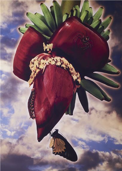 Fruit and Sky II by Robyn Stacey, 2003