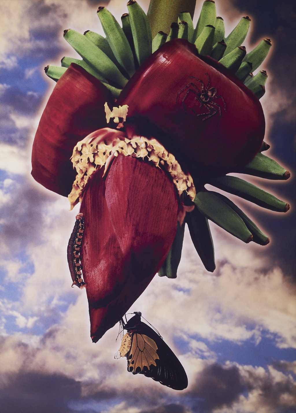 Artwork by Robyn Stacey, Fruit and Sky II, Made of C-type photograph