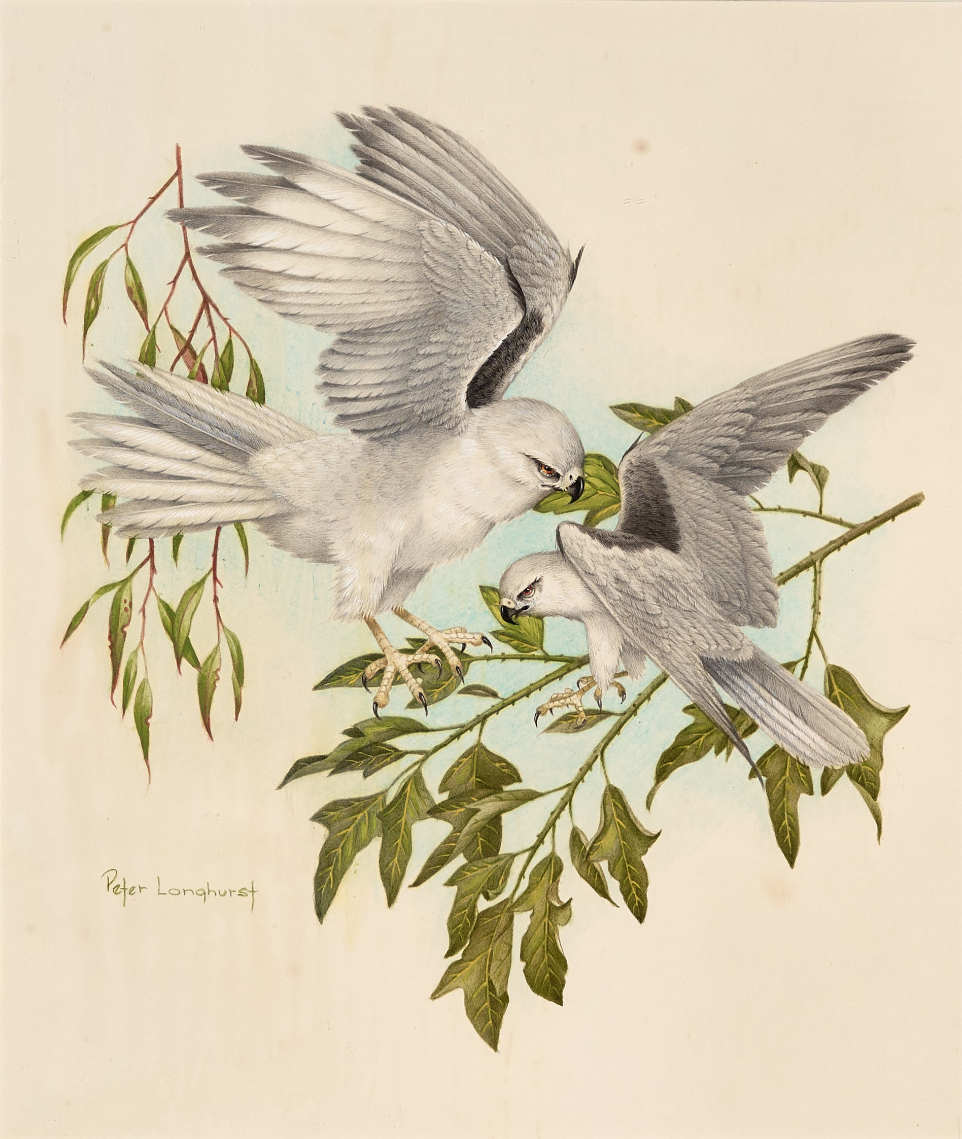 Peter Longhurst | Black Shouldered Kites (1988) | MutualArt