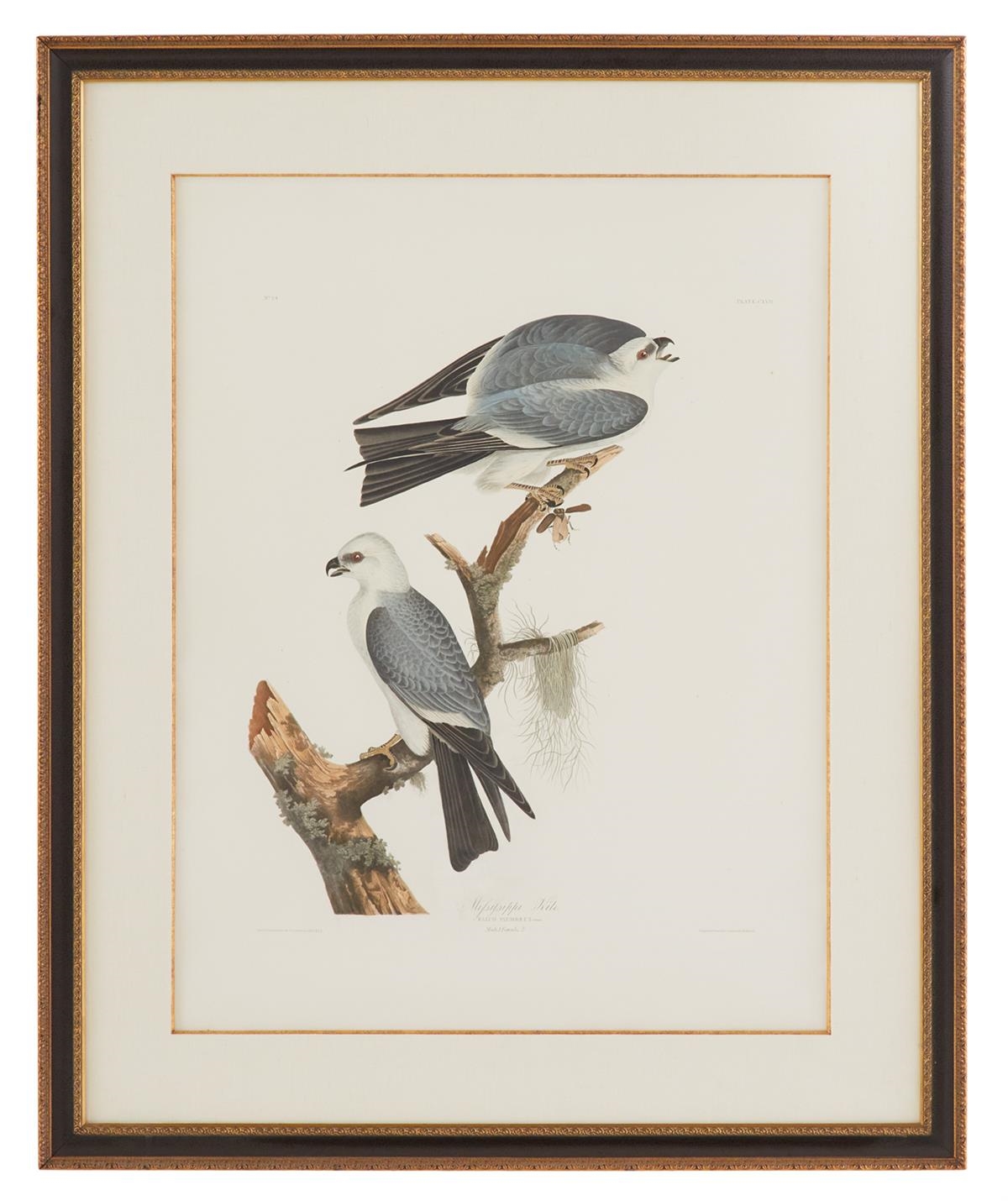 "Mississippi Kite, Male 1, Female 2, No. 24, Plate CXII (117)" by John James Audubon, Robert Havell, 1831