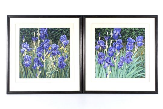Peter Reading | Two watercolours of Bearded Irises | MutualArt