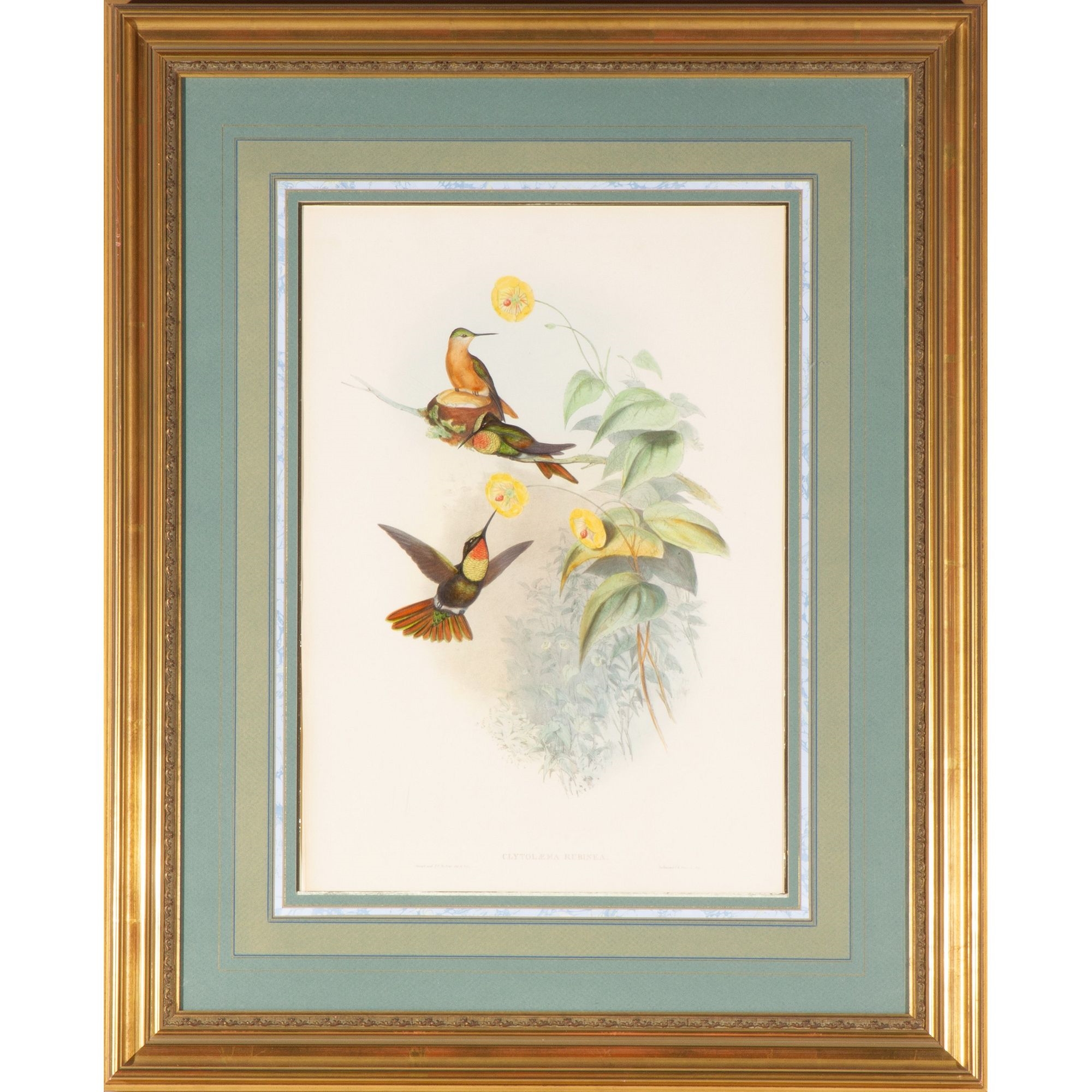 Hummingbird by John Gould, 1851