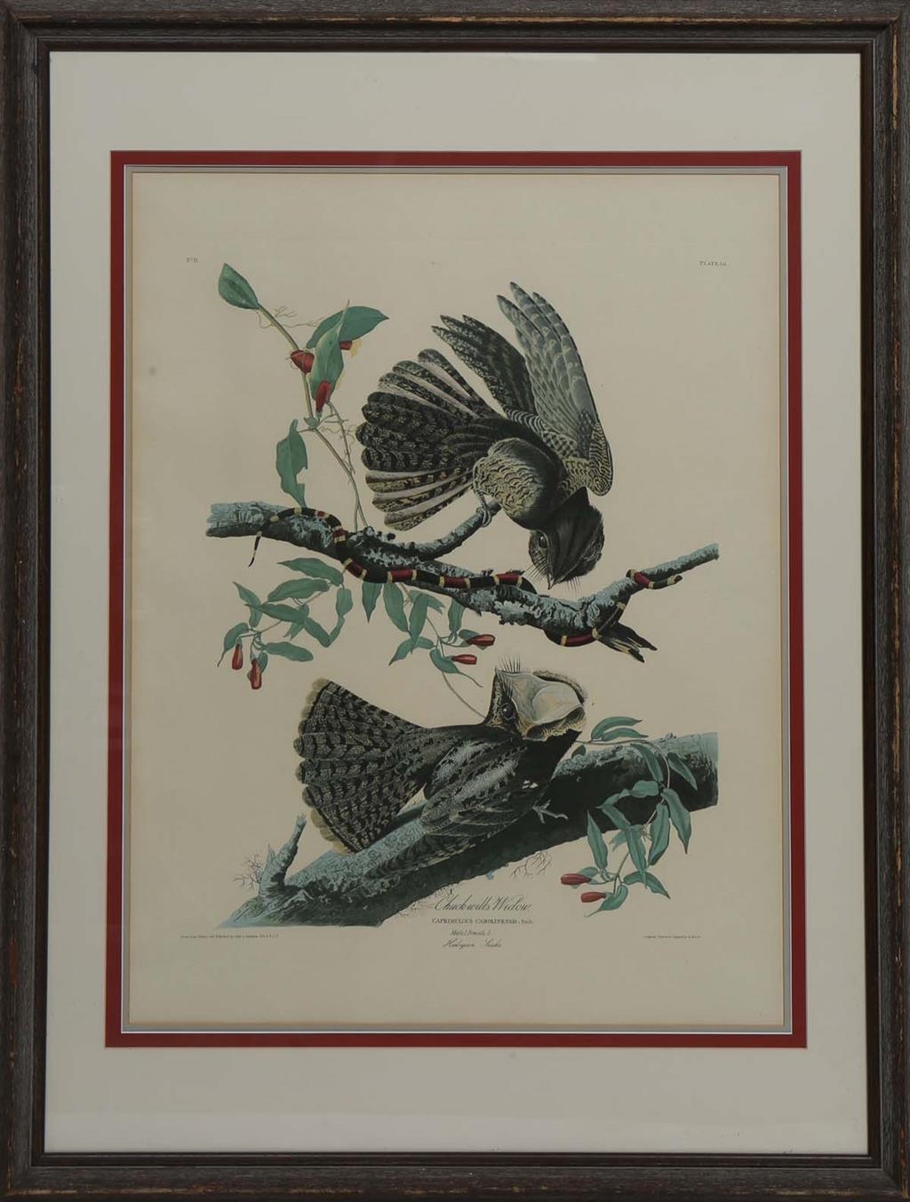 John James Audubon | Chuck Wills Widow, | MutualArt