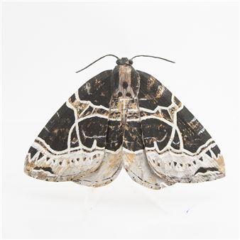 Sculpture - Sam Stigsson