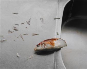 Up In The Air - birds + Richard, Albuquerque