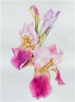 Irys - Joanna Szczepanek