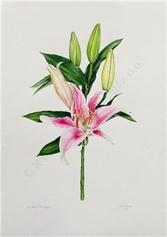 Lilia Orientalna - Joanna Szczepanek