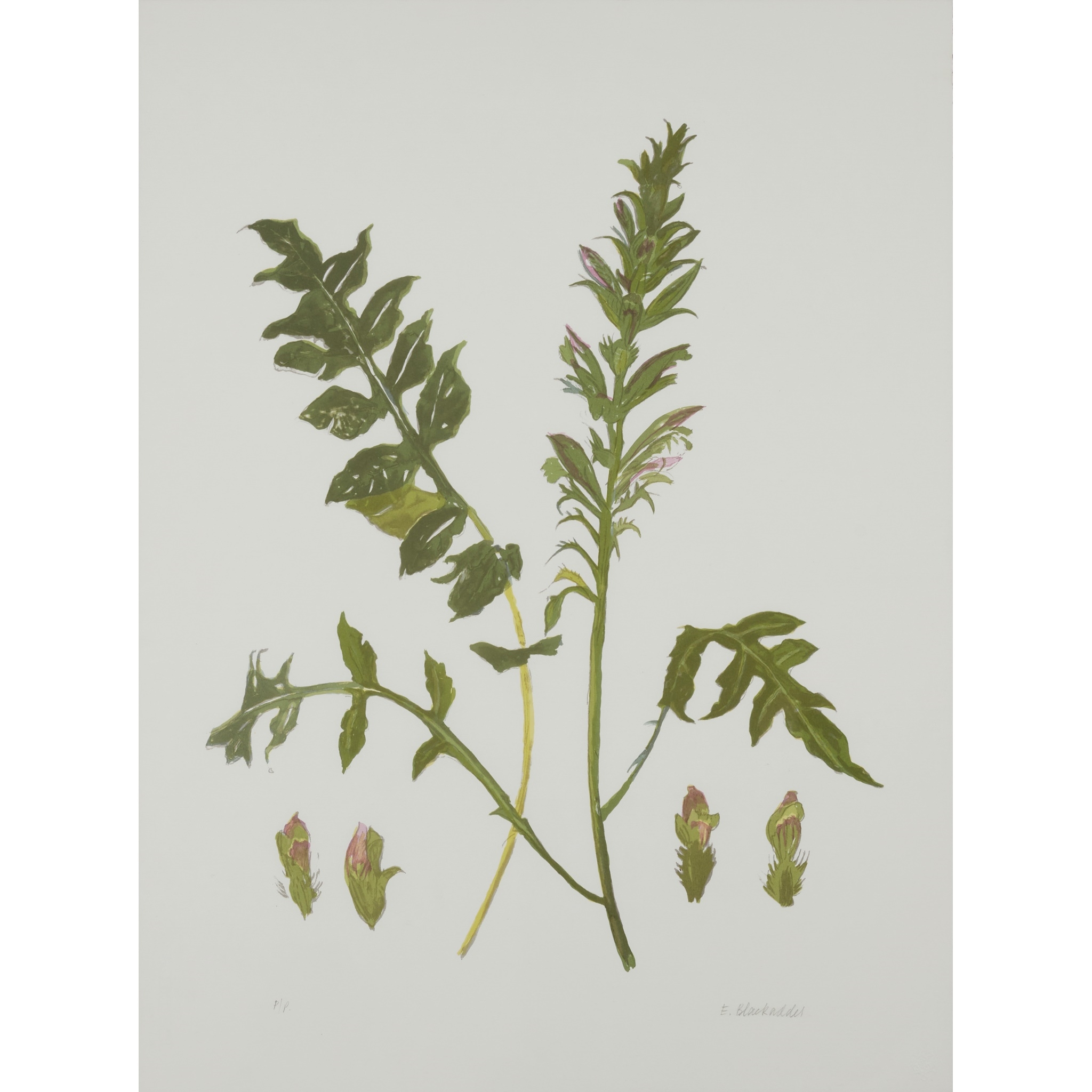 Artwork by Elizabeth Blackadder, WILDFLOWER - 2014, Made of Screenprint