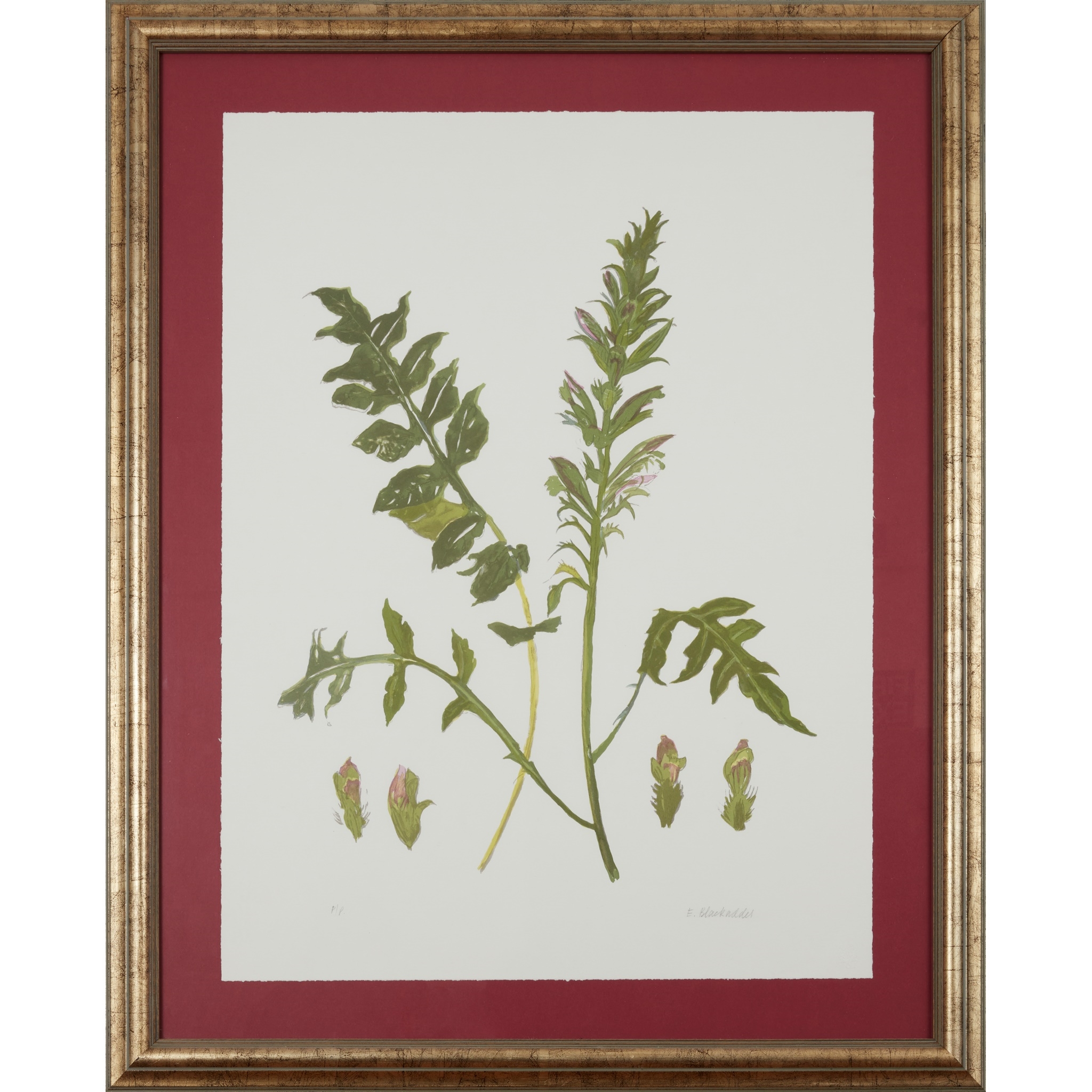 Artwork by Elizabeth Blackadder, WILDFLOWER - 2014, Made of Screenprint