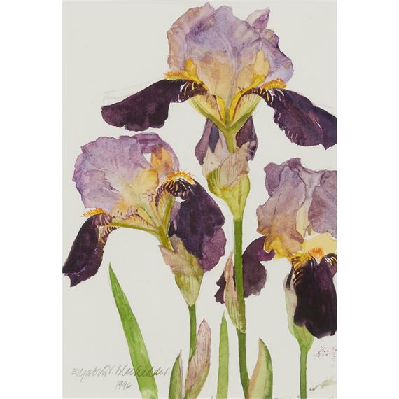 PURPLE IRISES - 1996