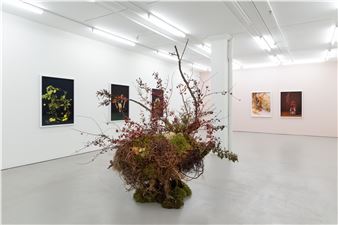 Ann Shelton: I am an old phenomenon - Bartley + Company Art