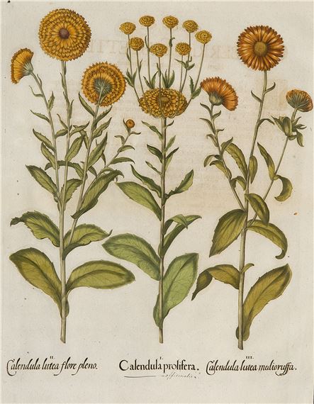 Ringelblume by Basilius Besler, 1613, 1640, 1713