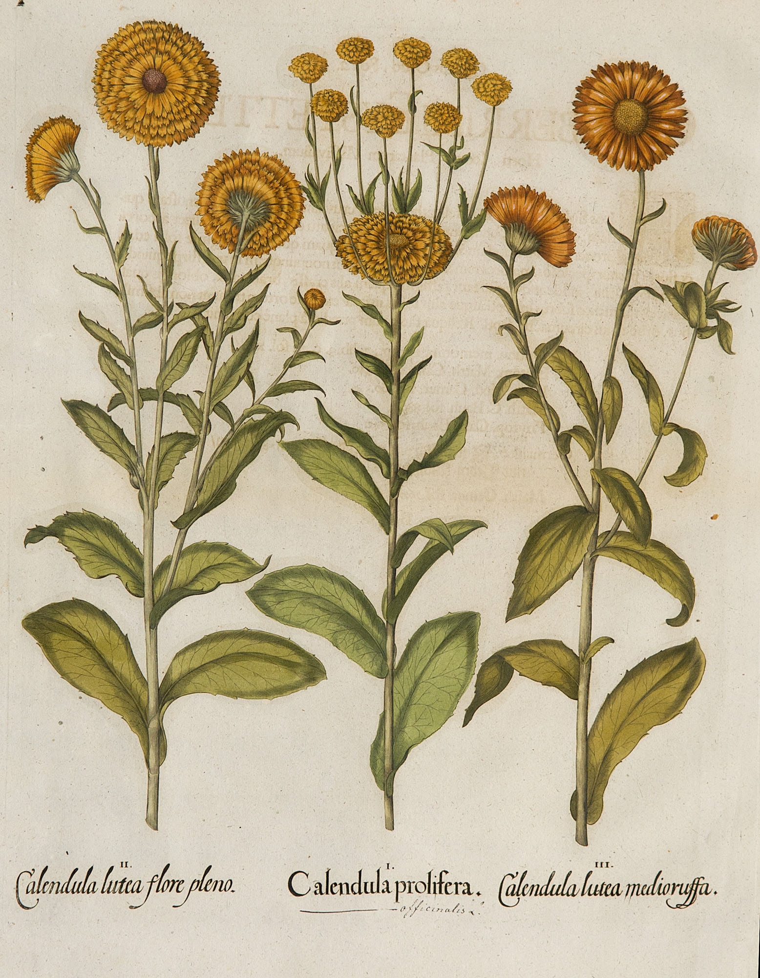 Artwork by Basilius Besler, Ringelblume, Made of Coloured engraving