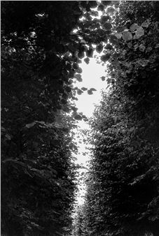 Resplendence - Albumen Gallery