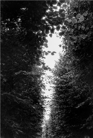 Resplendence at Albumen Gallery