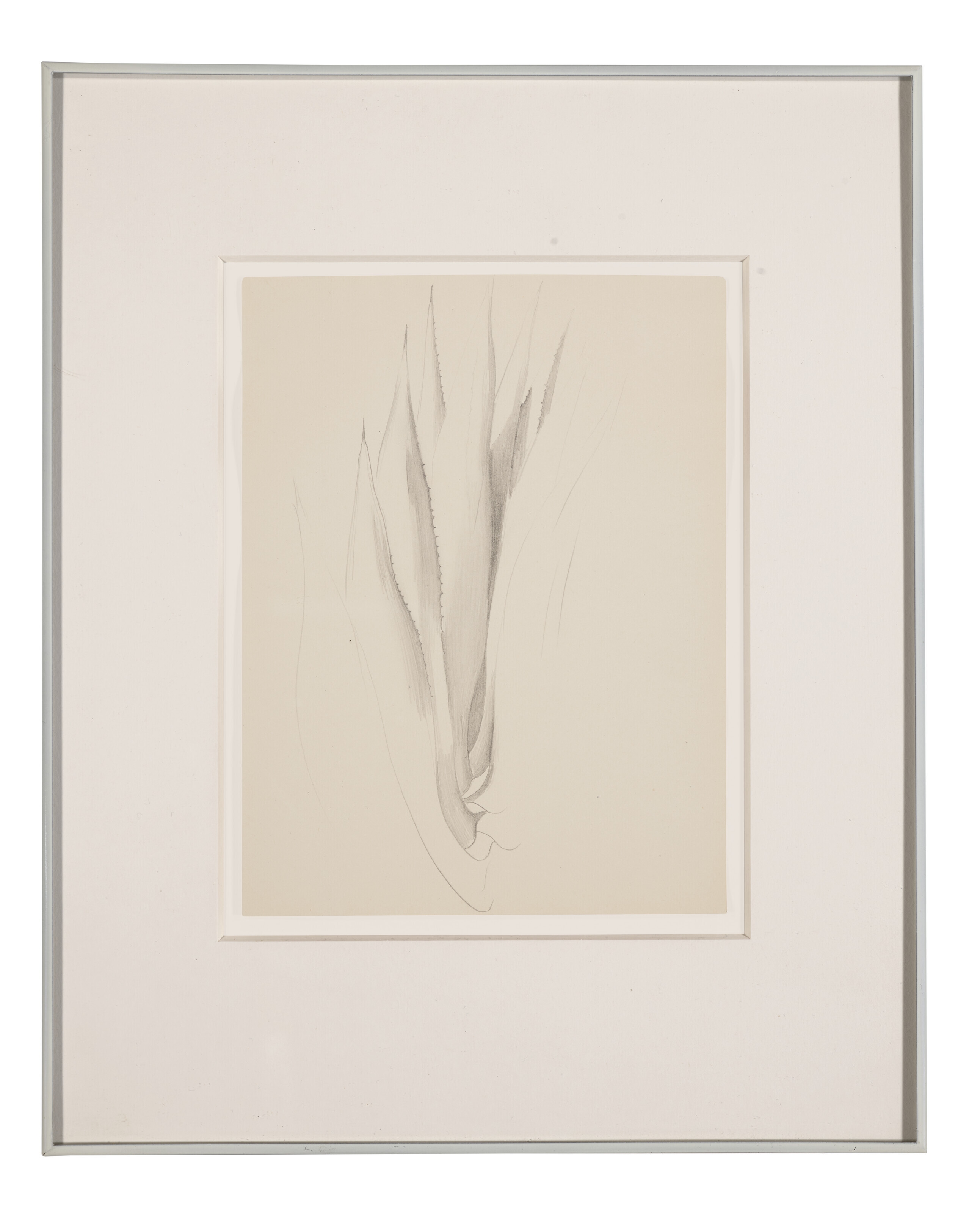 Artwork by Georgia O'Keeffe, Plant Form-Aloe, Made of pencil on paper