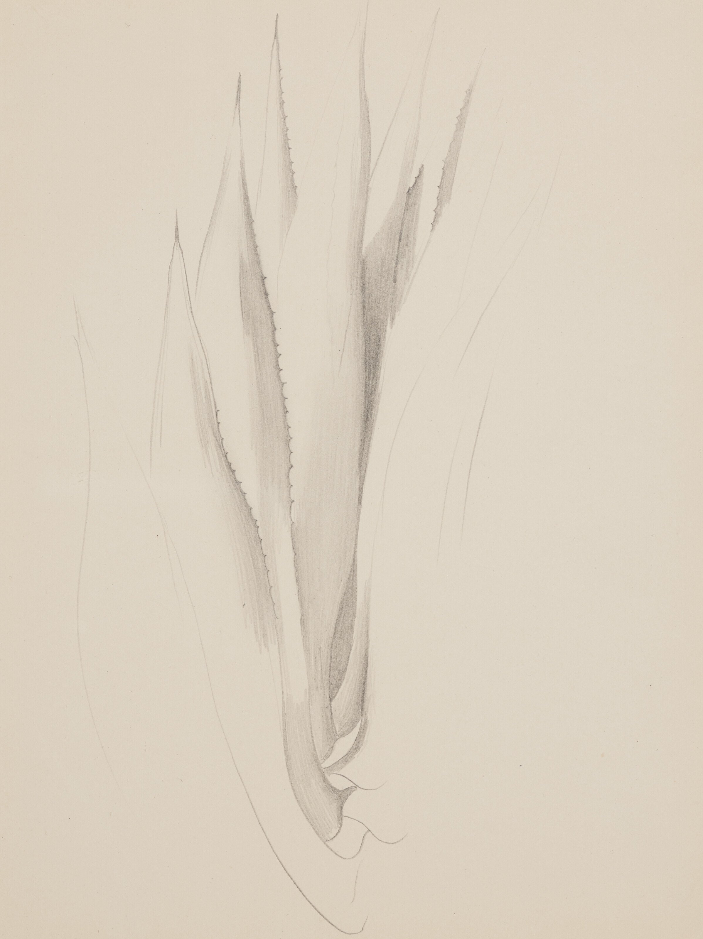 Artwork by Georgia O'Keeffe, Plant Form-Aloe, Made of pencil on paper