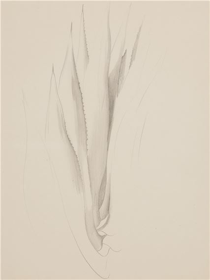 Plant Form-Aloe by Georgia O'Keeffe, Executed in 1934