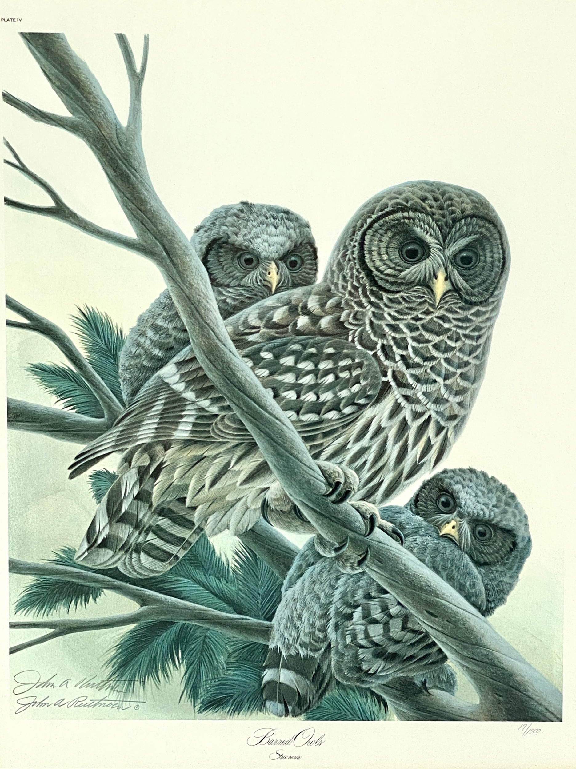 John Ruthven | Barred Owls | MutualArt