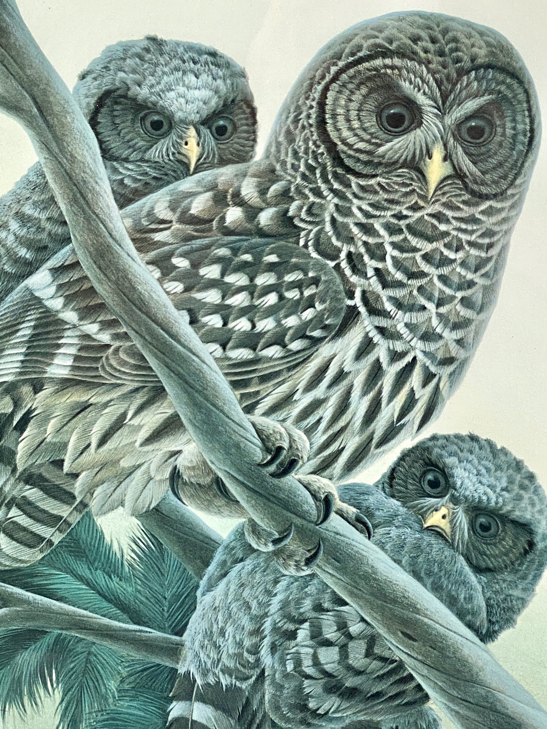 John Ruthven | Barred Owls | MutualArt