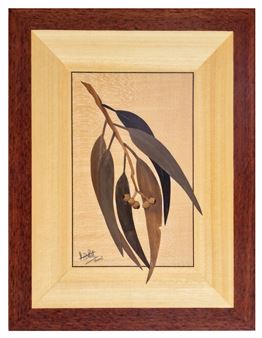 Eucalyptus Gummifera - Michael Retter