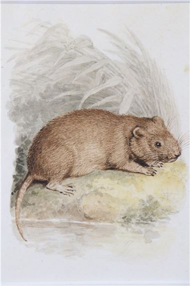 William Samuel Howitt | “The Water Rat”, Watercolour: 5¼” x 4”, from an ...