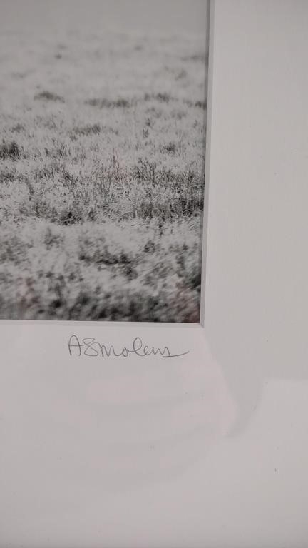 Artwork by Anna Smolens, Anna Smolens 'In The Fog' Horse Photo Print, Made of Black and white with black wooden frame