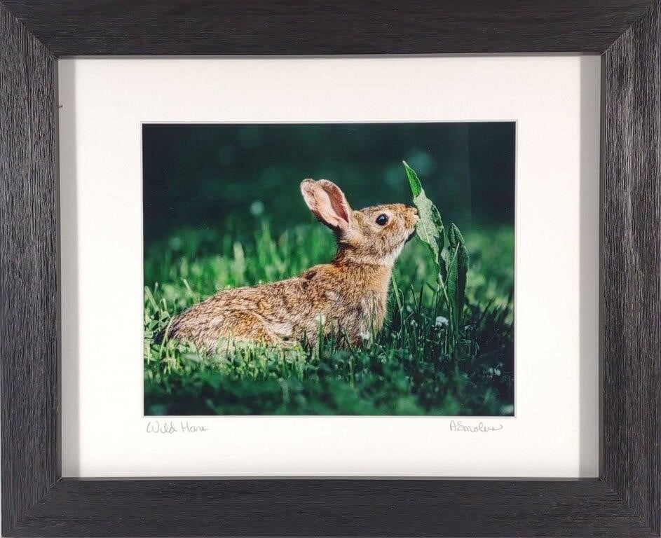 Artwork by Anna Smolens, Anna Smolens Signed 'Wild Hare' Framed Print, Made of Print