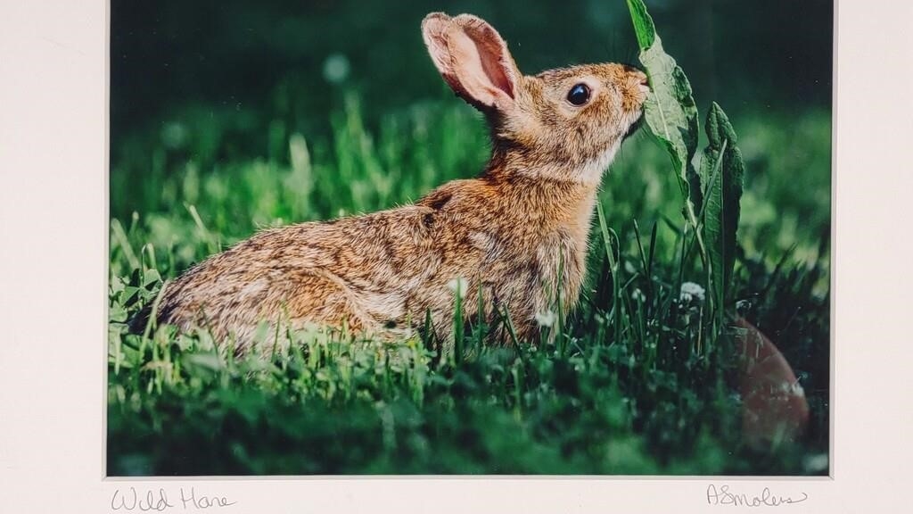 Artwork by Anna Smolens, Anna Smolens Signed 'Wild Hare' Framed Print, Made of Print