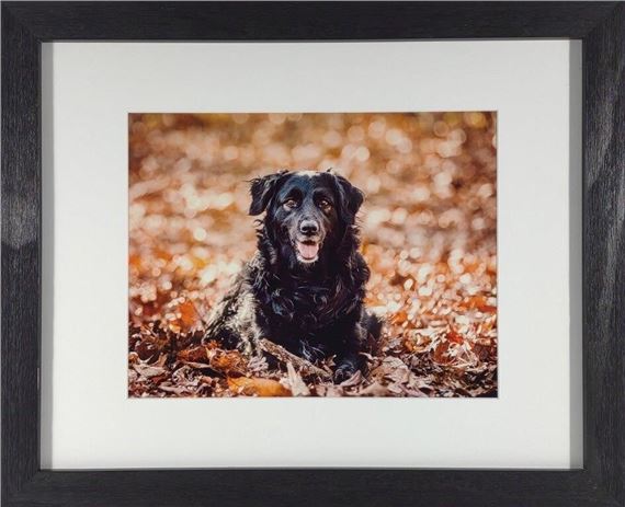 Anna Smolens Framed Photograph of Black Dog