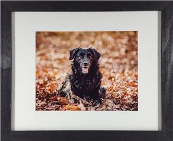 Anna Smolens Framed Photograph of Black Dog - Anna Smolens