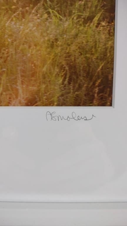 Artwork by Anna Smolens, Anna Smolens Signed 'White Horse' Framed Print, Made of print