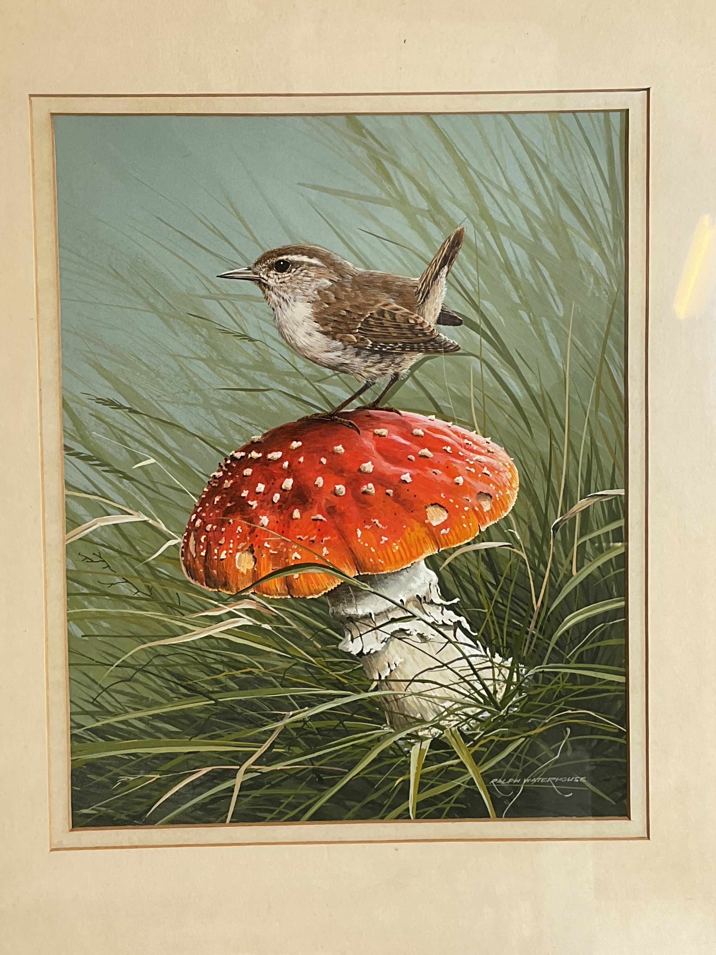 Ralph Waterhouse | study of a wren standing upon a toadstool | MutualArt