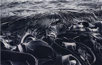 Kelp on Shore - Tony Sernack
