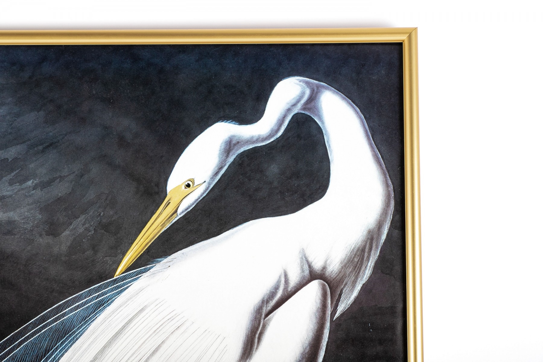 Artwork by John James Audubon, The Birds of America, Made of poster