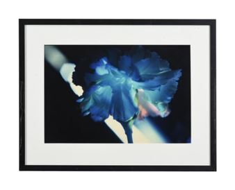 CARNATION BLUE - Delilah Dyson