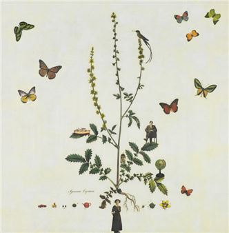 Agrimonia Eupatoria - Kenna Moser