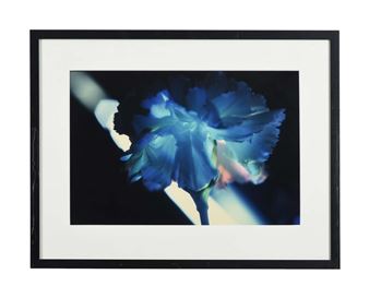 CARNATION BLUE - Delilah Dyson