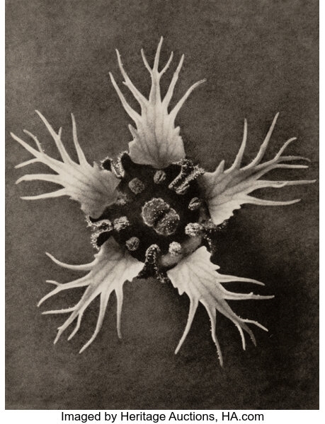 Group of 15 Botanical Photographs from Urformen der Kunst by Karl Blossfeldt, 1929