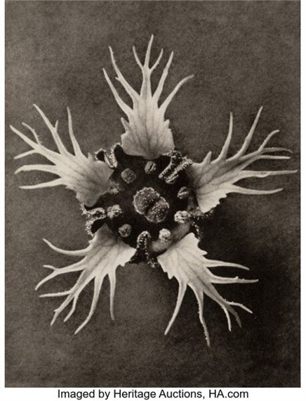 karl-blossfeldt-group-of-15-botanical-photographs-from-urformen-der