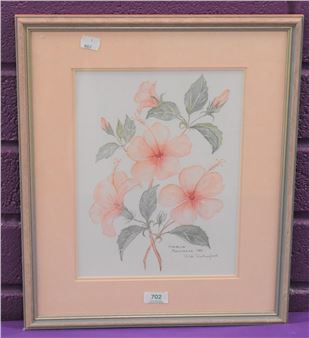 Botanical study 'Hibiscus Belvidere' - Didi Ritherford