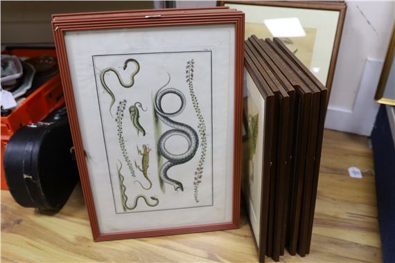 Snakes and Lizards from 'Locupltissimi' by Albertus Seba