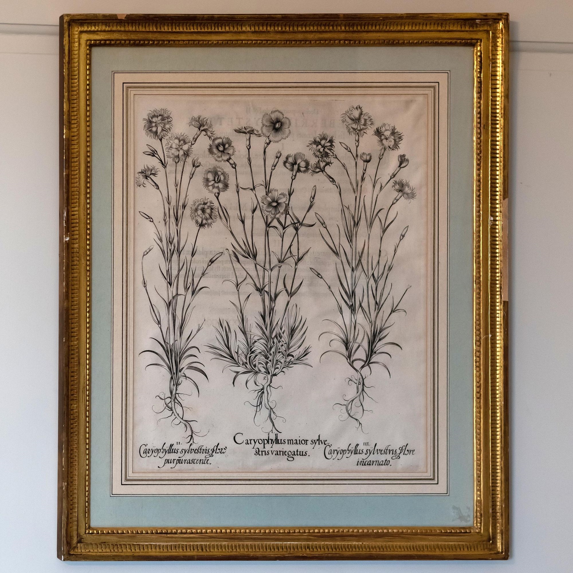 Artwork by Basilius Besler, Basilius Besler (1561-1629): Botanicals: Eight Plates, Made of engravings in black on laid paper