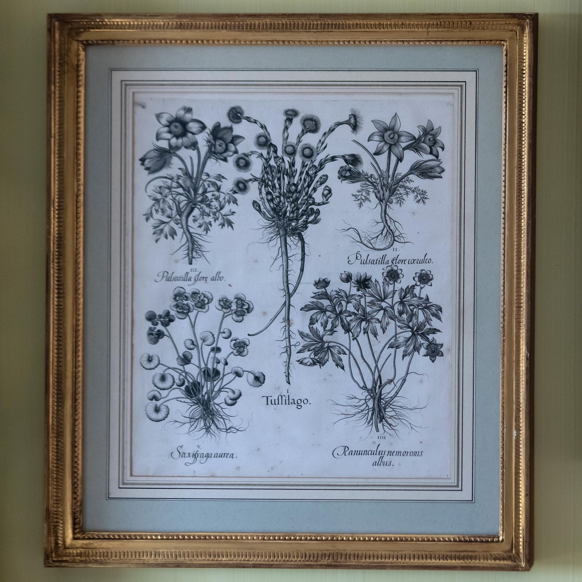 Artwork by Basilius Besler, Basilius Besler (1561-1629): Botanicals: Eight Plates, Made of engravings in black on laid paper