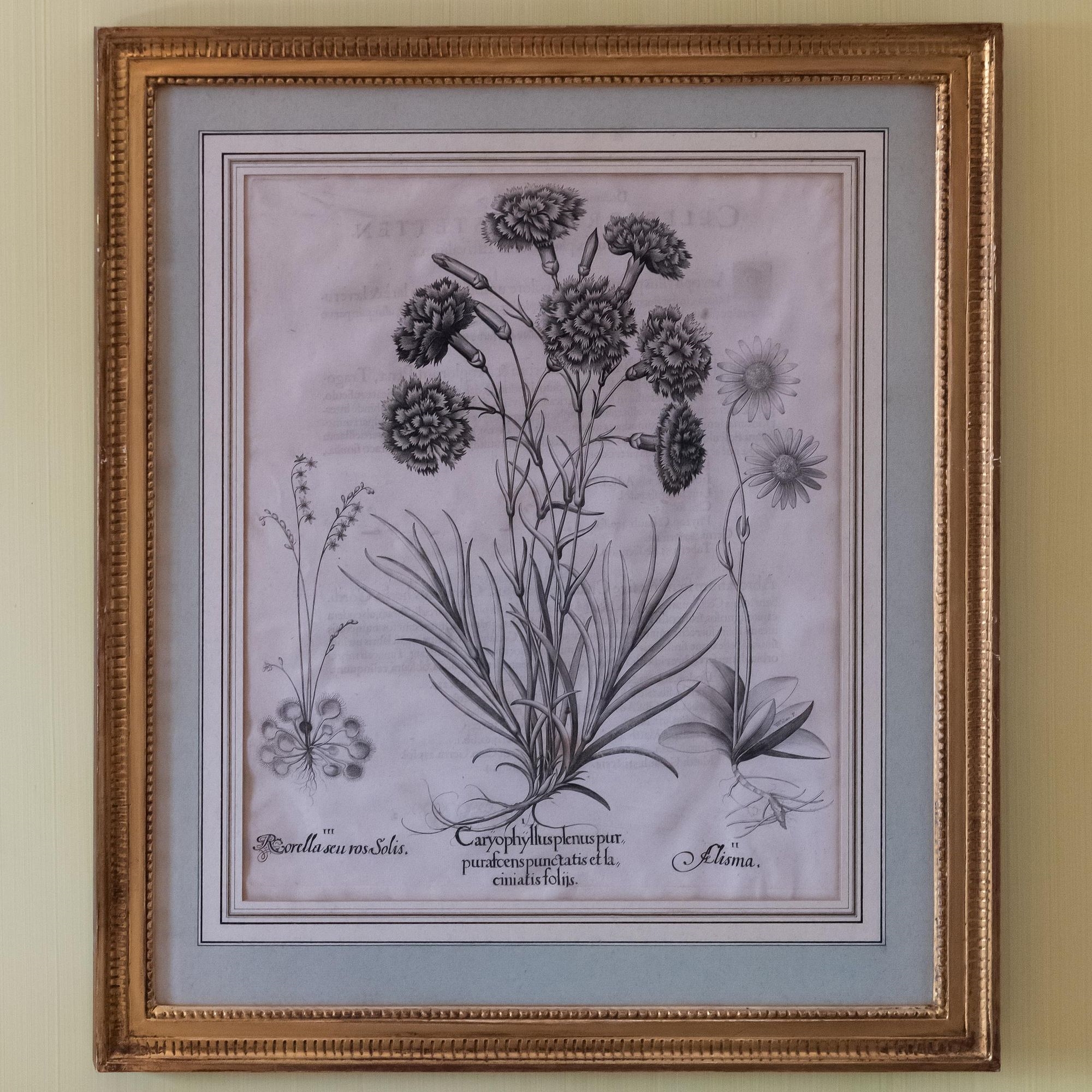 Artwork by Basilius Besler, Basilius Besler (1561-1629): Botanicals: Eight Plates, Made of engravings in black on laid paper